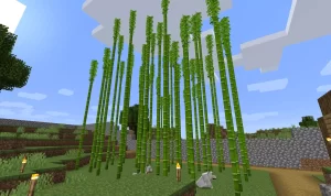 Plant bamboo in minecraft